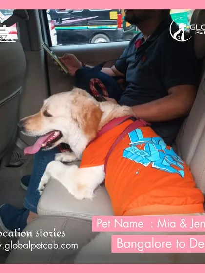 Mia and Jenny, a pair of furry friends, relaxing in our AC pet cab before boarding their train from Bangalore to Delhi. We provide seamless door-to-door service, including transport to and from the station.