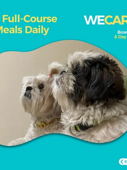 We provide three full-course, home-style meals daily to ensure your dog is well-fed with nutritious and delicious food.