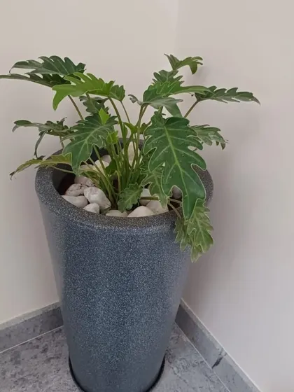 This is another view of the Philodendron in a grey FRP pot, showcasing its lush foliage. These pots are lightweight, durable, and perfect for large indoor plants.