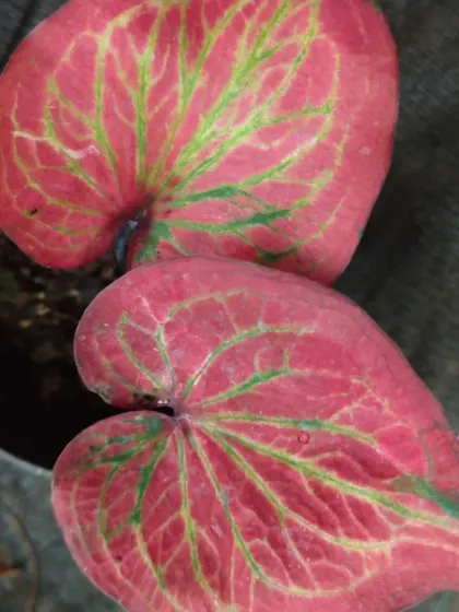 A close-up of a red Caladium with green veins.