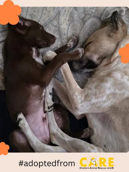 Paws and cuddles. Adopted pup Sora and her new best friend Max show that love knows no breed. They are a perfect example of how beautifully rescued animals can bond with other pets in a home.