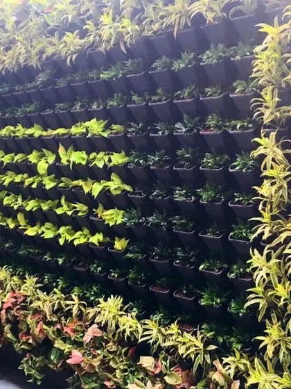 It took 650 plants to create this incredible backyard transformation. This wide view shows the scale of the project and how a vertical garden can turn a plain boundary wall into a massive living feature.