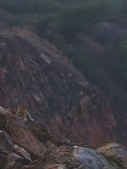 The queen of the mined hills. A female leopard surveys her territory, a landscape scarred by human activity but reclaimed by nature.
