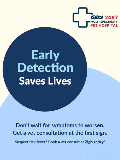Tick fever can be a serious, life-threatening illness. Early detection is key to a successful recovery. If you suspect your pet has been exposed to ticks or is showing symptoms, book a vet consultation immediately.