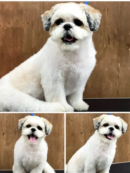 A collage showing Chotu's full transformation from different angles, highlighting the consistent quality of the cut all around.