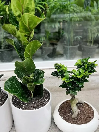 A close-up of a Fiddle Leaf Fig and a Ginseng Ficus Bonsai. These plants are highly sought after for their unique visual appeal and are perfect for adding a touch of sophistication to any space.