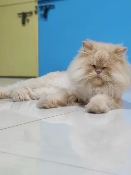 Lucy, a beautiful cream-colored Persian, lounging gracefully on the floor. She is the picture of elegance.