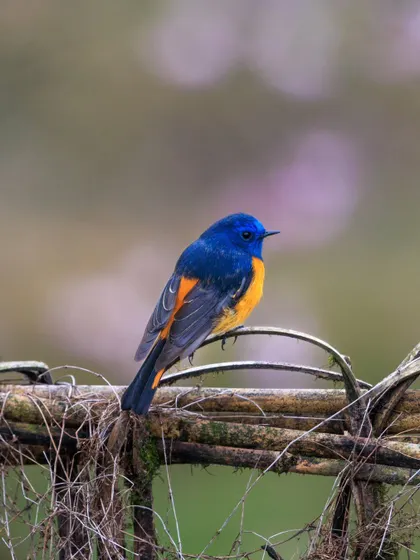 A male Blue-fronted Redstart, a stunning member of the Old World flycatcher family. We find these birds breeding in the Himalayas and central China.