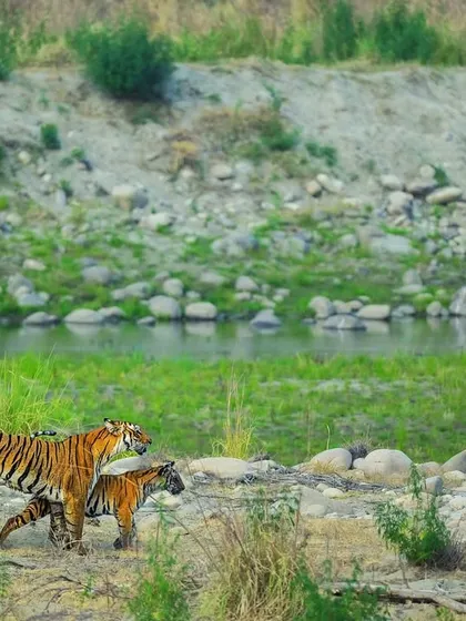A tigress guides her cub along the riverbanks in Corbett National Park. This quiet moment of teaching and protection is what I seek to document. It’s not just about the big cats, but about the continuation of their lineage and the fragile ecosystems they depend on.