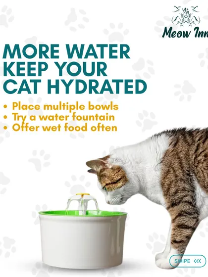 Keeping a cat hydrated is essential. I use water fountains and multiple bowls to encourage our guests to drink enough water.