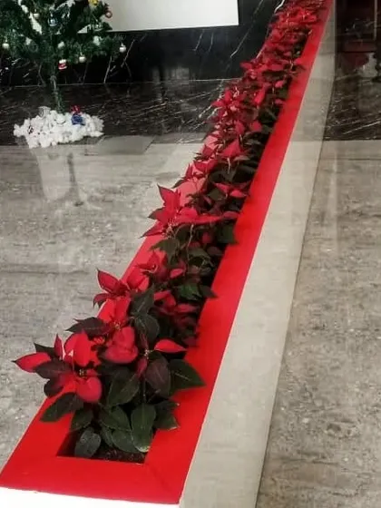 Getting a corporate site ready for the holidays. We installed this long planter filled with vibrant red Poinsettias to bring festive cheer to the building's lobby.
