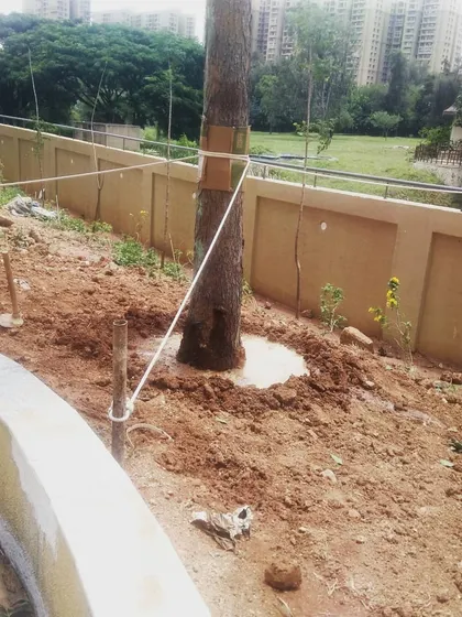 Aftercare is a key part of our service. Here, a newly transplanted tree is supported with sturdy ropes and provided with a water basin to ensure it gets the stability and hydration needed to establish new roots.