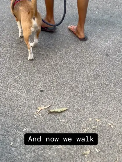 This is the result of two months of consistent, step-by-step training with Coco the Beagle. We started indoors and addressed his ill-fitting equipment to teach him how to walk on a loose leash. Patience and positive methods work for any breed.