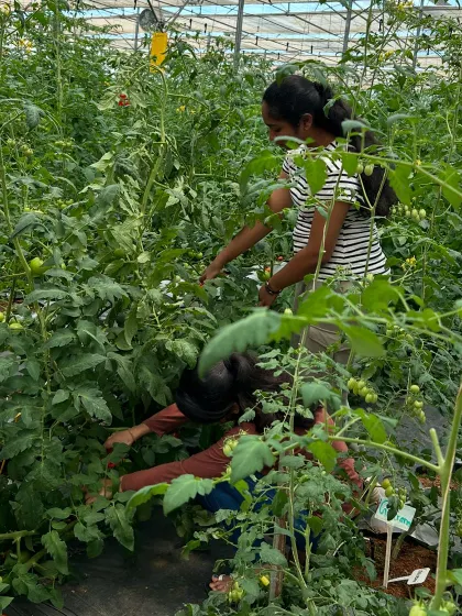 Volunteers harvesting cherry tomatoes in our greenhouse. It's incredibly rewarding to see the results of careful cultivation and to be a part of the harvest process.