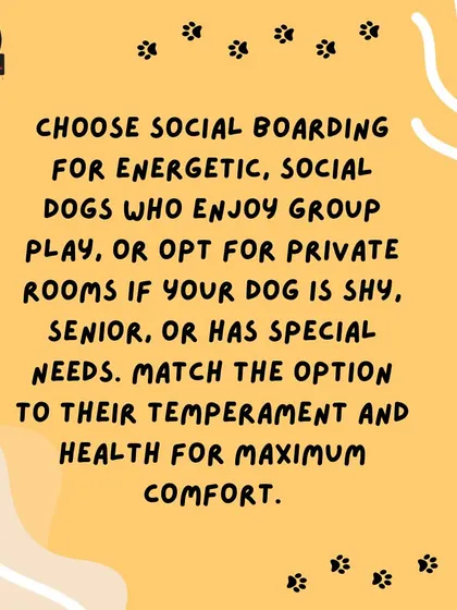 We offer both social boarding for energetic dogs and private rooms for those who are shy, senior, or have special needs. We'll help you match the right option to your dog's temperament for maximum comfort.