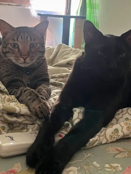 The boys, just chilling. I always send regular photo and video updates like this to cat parents so they know their babies are doing well.