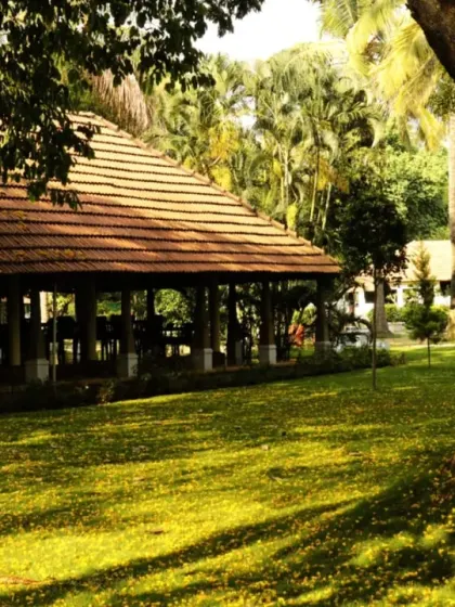Our garden, carpeted with yellow flowers after a summer rain. The lush greenery and open spaces provide a refreshing and calming environment for our guests.