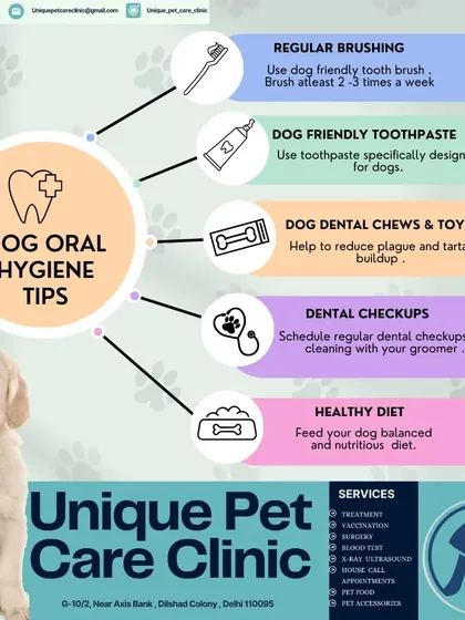Good oral hygiene is vital for your dog's overall health. I created this guide to give you practical tips, from using dog-friendly toothpaste to scheduling regular dental checkups, to prevent tartar buildup and disease.