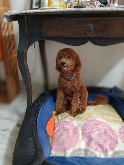 Here's Pogo again, this time sitting politely in one of the dog beds. He's happy to relax anywhere.