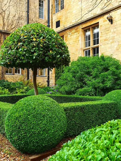 An exemplary display of topiary art in a formal courtyard. We shape Buxus and other shrubs into perfect spheres and lollipops, creating living sculptures that provide year-round structure and interest.