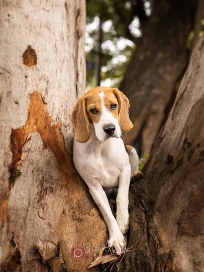 Roger the beagle giving his best serious model look. The texture of the tree bark provides a beautiful, natural backdrop for his portrait.