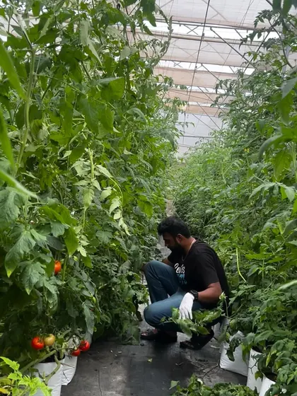 A volunteer carefully tends to the tomato plants. Volunteering is a great way to get your hands dirty and learn the fundamentals of protected cultivation firsthand.