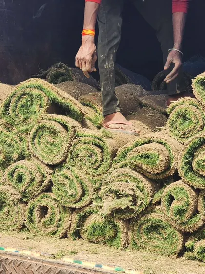 A close-up of the tightly packed rolls of Mexican grass turf inside a delivery truck.