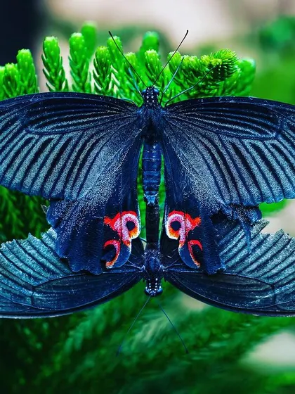 A stunningly symmetrical shot of a mating pair of butterflies, their dark, patterned wings creating a near-perfect reflection. This image captures a rare moment of natural artistry and connection.