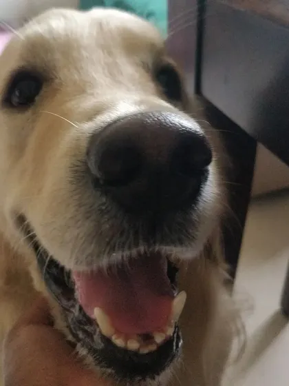 That happy, smiling face says it all. This is Arlo feeling comfortable and joyful.
