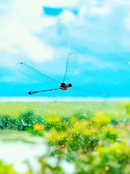 A damselfly rests on a glass window, looking out at the mangroves it cannot reach. This image is a metaphor for our own perception. We often view reality from the comfort of our conditioning, rarely opening the window to truly experience and connect with the world outside.