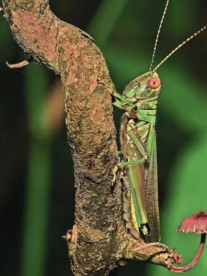 Despite what La Fontaine's fable says, I am biased towards the grasshopper. What fascinating musicians they are, bringing the monsoon wilds alive with their color, song, skip, and hop. Here, one pauses near a tiny mushroom, a meeting of two of the forest's smaller wonders.