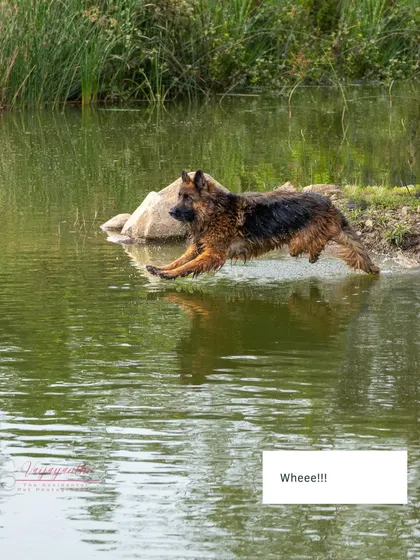 Whee! Ruby leaping into the water with total abandon. This is the definition of a fun and dynamic pet shoot.