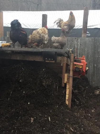 Joel working on the sifter with a few curious chickens looking on. They like to "help" when the machine is off. It's a constant cycle of fixing one part just for another to break.