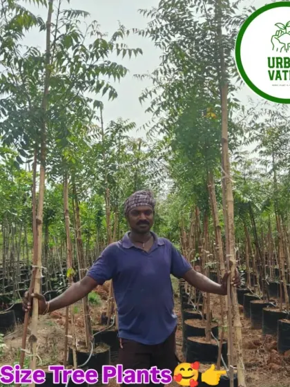 Big size tree plants, like this Neem tree, ready for large-scale planting projects.