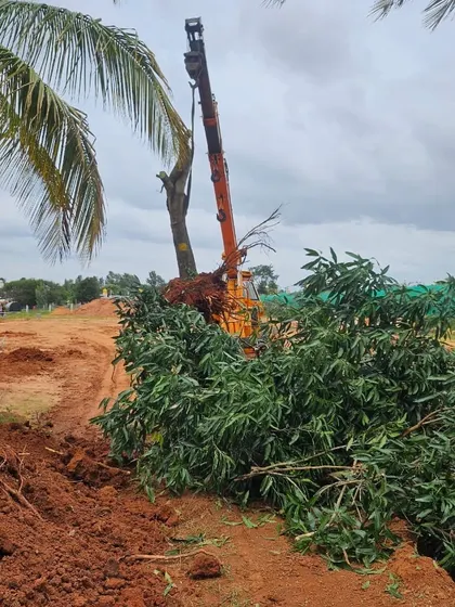 A crane moves a deciduous tree with some of its foliage still intact. The decision on how much to prune is made based on a careful site and tree assessment.