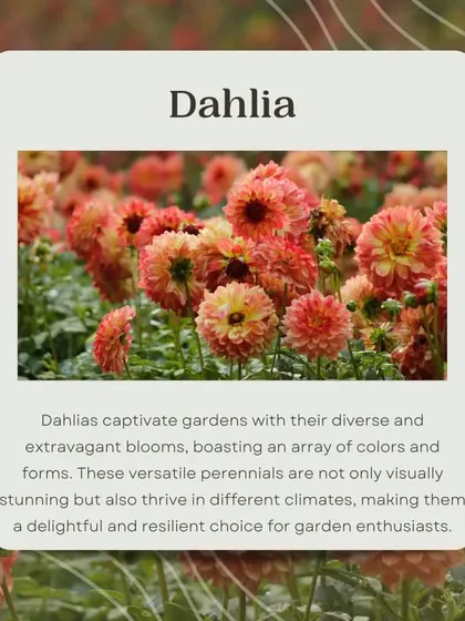 Dahlias captivate with their diverse and extravagant blooms. These versatile perennials come in an array of colors and forms, making them a stunning and resilient choice for garden enthusiasts.