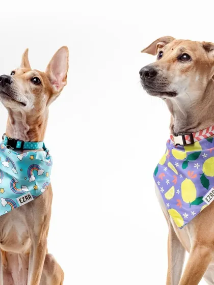 Two stylish indie dogs, Misthi and Mamba, showing off their colorful bandanas against a clean white background.