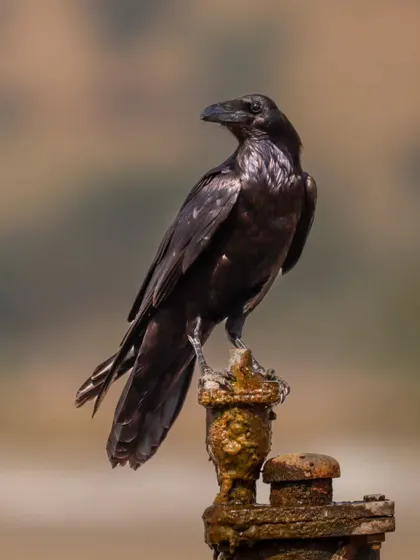 This is not a crow, but a Punjab Raven, a subspecies of the Common Raven. I photographed this one near the Indo-Pak border in the great desert of Rajasthan.