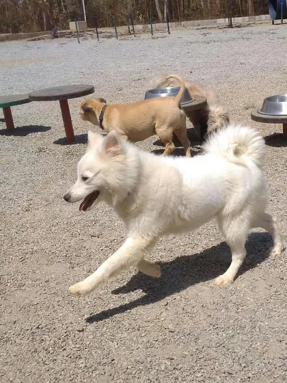 A white Spitz dashes across the play area, full of energy. We cater to dogs of all energy levels, ensuring they all have a great time.