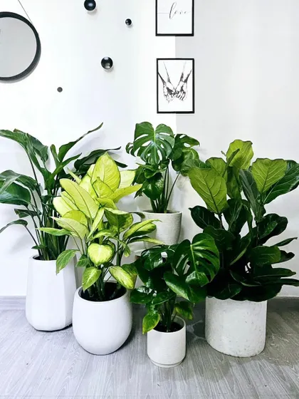 We curate plant collections that work together beautifully. This grouping features a Fiddle Leaf Fig, Monstera, and other foliage plants in matching white pots for a cohesive and stylish indoor jungle.