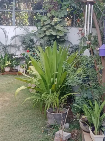 This image shows a mature garden corner that I help maintain. Regular upkeep includes pruning, watering, and pest management to keep diverse plants like these thriving together.