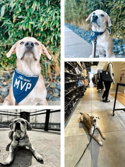 This is Iceman, a rescue who just graduated from our 3-Week Bootcamp. We helped this sweet boy build confidence and learn all the basics to be a great family member.