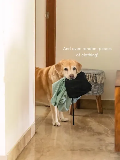 More of the senior Labrador's adorable thieving habits. Capturing these funny, everyday moments is just as important as the posed portraits.