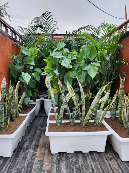A mix of Snake Plants in rectangular planters and other tropical foliage, ready for delivery. This showcases the variety of plants and planters we use in our projects.