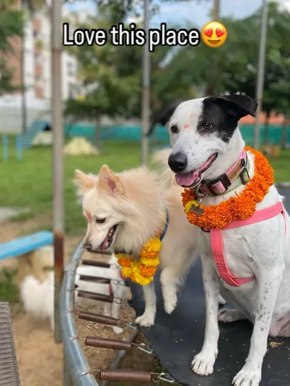 Two furry friends, an indie and a spitz, enjoying the trampoline together during our festive celebrations.