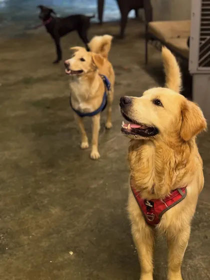 Another angle of our happy trio. They are so attentive and well-behaved.