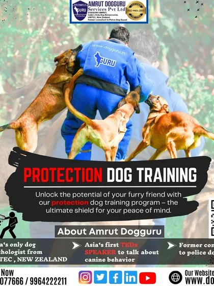 Our protection training program is about unlocking your dog's potential. This graphic shows the different stages of training, from initial engagement to controlled takedowns.