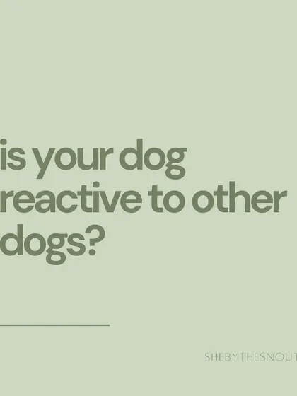 Understanding if your dog is reactive to other dogs helps me plan our walks and interactions to ensure everyone's safety.