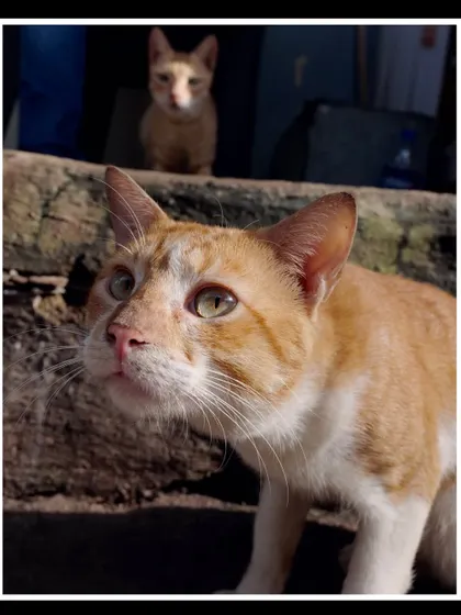 A clever composition with one cat in the foreground and another peeking from the background, telling a small story of their interaction.
