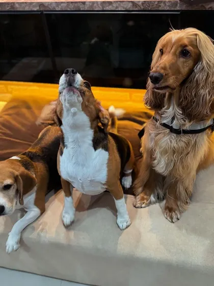The challenge of getting three dogs to pose for a photo. This shot captures the chaotic energy perfectly.